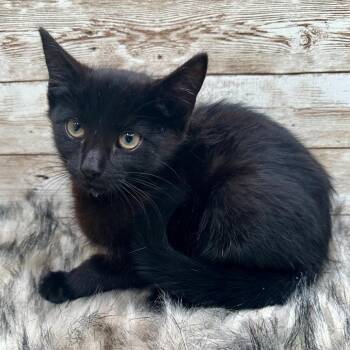Ferdinand -  Domestic Short Hair Cat for Adoption in Lexington, Kentucky - Ferdinand | PetCurious