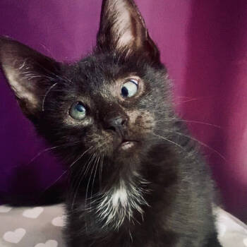 Rescue Domestic Short Hair Cats for Adoption in Oceanside, New York - Tazz | PetCurious