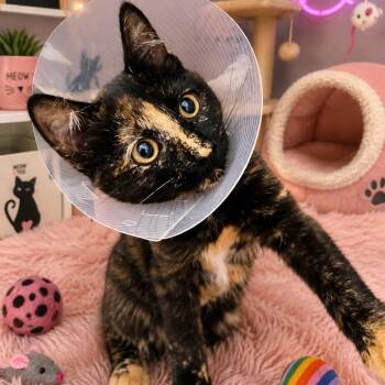Rololita -  Domestic Short Hair Cat for Adoption in Clavet, Saskatchewan - Rololita | PetCurious