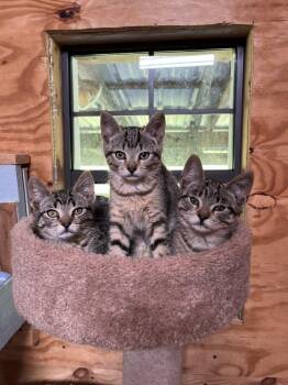 Rescue Domestic Short Hair Cats for Adoption in Dansville, New York - Taco | PetCurious