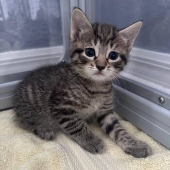 Caslon -  Domestic Short Hair Cat for Adoption in Orlando, Florida - Caslon | PetCurious