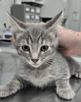 Smokey -  Domestic Short Hair Cat for Adoption in Hillsdale, Indiana - Smokey | PetCurious