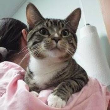 Tabby Cats Available for Adoption - Luke | PetCurious