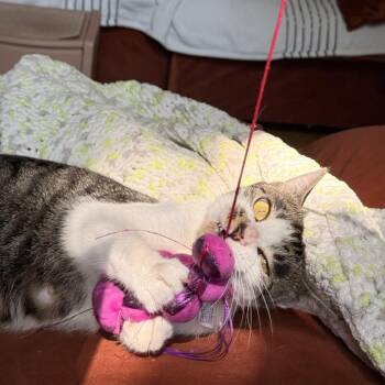 Tin -  Domestic Short Hair Cat for Adoption in Chicago, Illinois - Tin | PetCurious