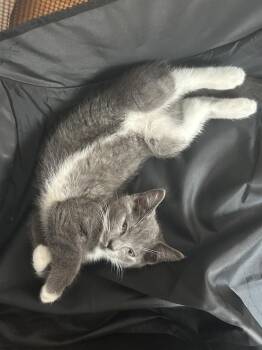 Confetti -  Domestic Short Hair Cat for Adoption in Elmsford, New York - Confetti | PetCurious