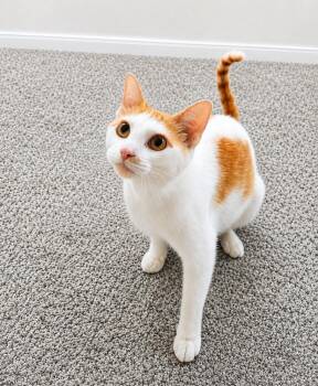 Valencia -  Domestic Short Hair Cat for Adoption in Homer Glen, Illinois - Valencia | PetCurious
