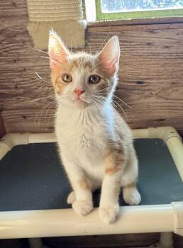 Pumpkin -  Domestic Short Hair Cat for Adoption in North Tonawanda, New York - Pumpkin | PetCurious