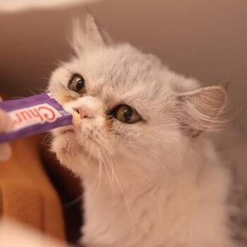 Porsha -  Persian Cat for Adoption in Philadelphia, Pennsylvania - Porsha | PetCurious