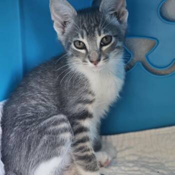Altoid -  Domestic Short Hair Cat for Adoption in Las Cruces, New Mexico - Altoid | PetCurious