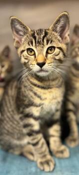 Rescue Domestic Short Hair Cats for Adoption in Hopkinsville, Kentucky - Emmit | PetCurious