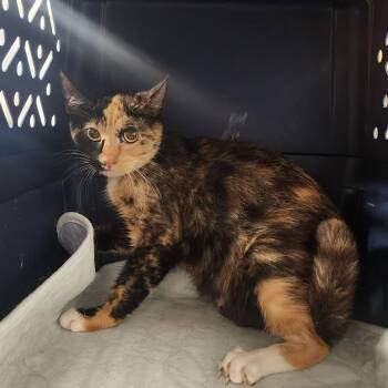 Audrey -  Domestic Short Hair Cat for Adoption in Evensville, Tennessee - Audrey | PetCurious