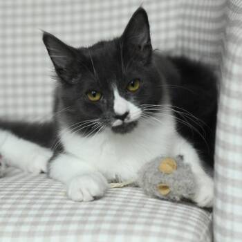Gregory -  Domestic Medium Hair Cat for Adoption in Hillsborough, North Carolina - Gregory | PetCurious