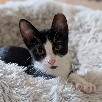Little One -  Domestic Short Hair Cat for Adoption in Chicago, Illinois - Little One | PetCurious
