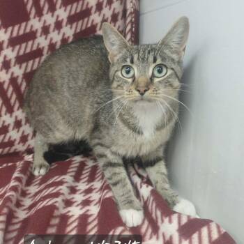 Autumn -  Domestic Short Hair Cat for Adoption in New Tazewell, Tennessee - Autumn | PetCurious