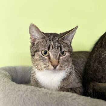 Potion -  Domestic Short Hair Cat for Adoption in Chicago, Illinois - Potion | PetCurious