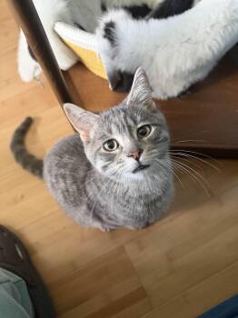 Rescue Domestic Short Hair Cats for Adoption in Stoughton, Wisconsin - Bradley | PetCurious