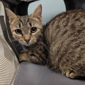 Fawn -  Domestic Short Hair Cat for Adoption in New Castle, Delaware - Fawn | PetCurious