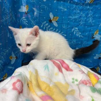 Dipstick -  American Shorthair Cat for Adoption in Greenfield, Indiana - Dipstick | PetCurious