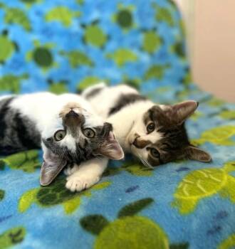 Humpty Dumpty -  Domestic Short Hair Cat for Adoption in Elmsford, New York - Humpty Dumpty | PetCurious