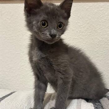 STITCH -  Domestic Short Hair Cat for Adoption in Auburn, California - STITCH | PetCurious