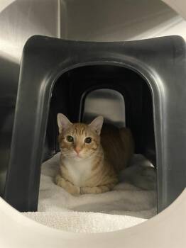 Rescue Domestic Short Hair Cats for Adoption in Dallas, Texas - GUS | PetCurious