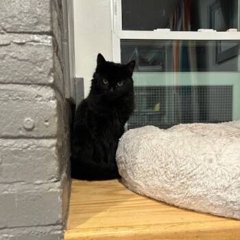 Rescue Domestic Long Hair Cats for Adoption in Oyster Bay, New York - Fluffy | PetCurious