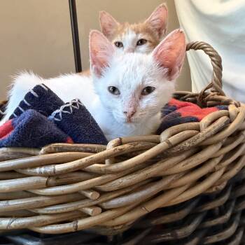 Rueben -  Domestic Short Hair Cat for Adoption in Powdersville, South Carolina - Rueben | PetCurious