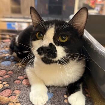 Jude -  Domestic Short Hair Cat for Adoption in Hemet, California - Jude | PetCurious