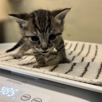 Turner -  Domestic Short Hair Cat for Adoption in Pasadena, California - Turner | PetCurious