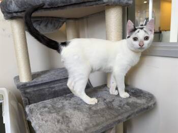Domestic Short Hair Cats Available for Adoption - BENNY | PetCurious