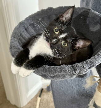 Rescue Tuxedo Cats for Adoption in Ball Ground, Georgia - Jet | PetCurious