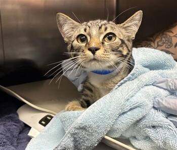 A884572 -  Domestic Short Hair Cat for Adoption in Camarillo, California - A884572 | PetCurious