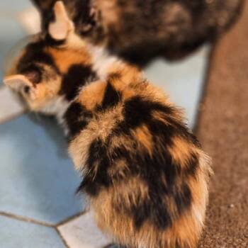 October -  Domestic Short Hair Cat for Adoption in Madison, Wisconsin - October | PetCurious