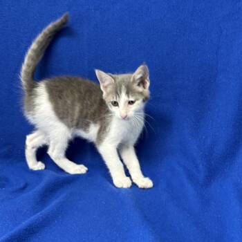 Peter Parker -  Domestic Short Hair Cat for Adoption in Valdosta, Georgia - Peter Parker | PetCurious