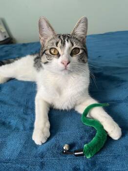 Tabby Cats Available for Adoption - Pebbles (FCID# 03/09/2026 - 49) | PetCurious