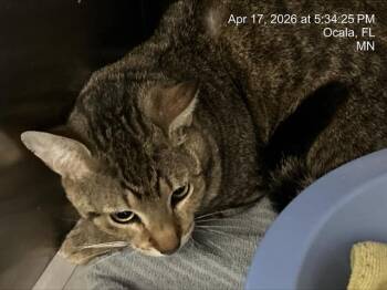 Domestic Short Hair Cats Available for Adoption in Ocala, Florida - A380503 | PetCurious