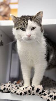 Domestic Short Hair and Tabby Cats Available for Adoption - Chocolate | PetCurious
