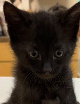 JIMBO -  Domestic Short Hair Cat for Adoption in Elizabethton, Tennessee - JIMBO | PetCurious