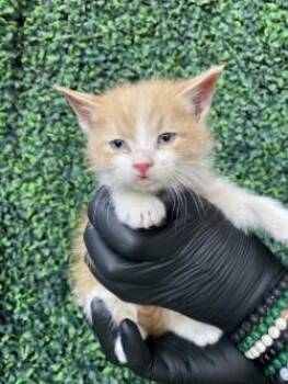 Domestic Long Hair Cats Available for Adoption - 60286988 | PetCurious