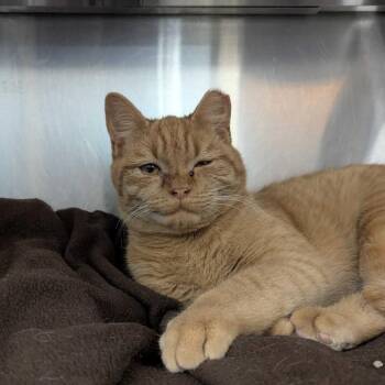 Domestic Short Hair Cats Available for Adoption - Higbee | PetCurious