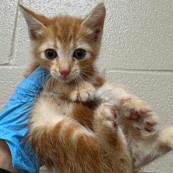 Amethyst -  Domestic Short Hair Cat for Adoption in Birmingham, Alabama - Amethyst | PetCurious