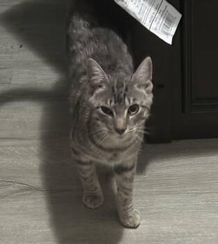 Sheldon -  Tabby Cat for Adoption in Salem, New Hampshire - Sheldon | PetCurious