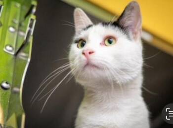 Rescue Domestic Short Hair Cats for Adoption in Upland, California - Willie | PetCurious