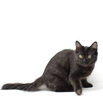 Domestic Short Hair Cats Available for Adoption - Delganich | PetCurious