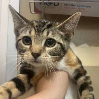 Mitsuri -  Domestic Short Hair Cat for Adoption in Birmingham, Alabama - Mitsuri | PetCurious