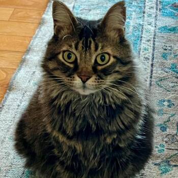 Domestic Long Hair Cats Available for Adoption in Concord, New Hampshire - Stormy | PetCurious