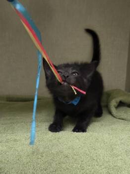 Hawk -  Domestic Short Hair Cat for Adoption in Westland, Michigan - Hawk | PetCurious