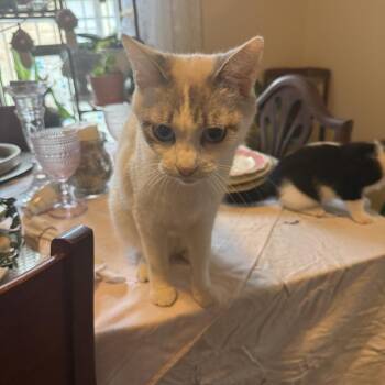 Jade -  Siamese and Domestic Short Hair Cat for Adoption in Houston, Texas - Jade | PetCurious