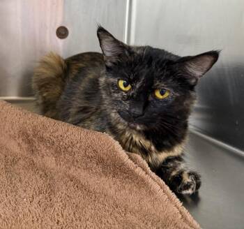 Miss Pepper -  Domestic Medium Hair Cat for Adoption in Murray, Kentucky - Miss Pepper | PetCurious