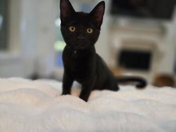 Sammie -  Domestic Short Hair Cat for Adoption in The Woodlands, Texas - Sammie | PetCurious